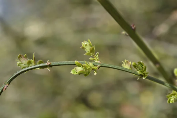 Winterjasmijnbladeren Latijnse Naam Jasminum Nudiflorum — Stockfoto