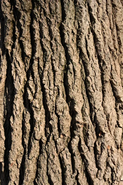 포플러 나무껍질 라틴어 Populus Alba — 스톡 사진