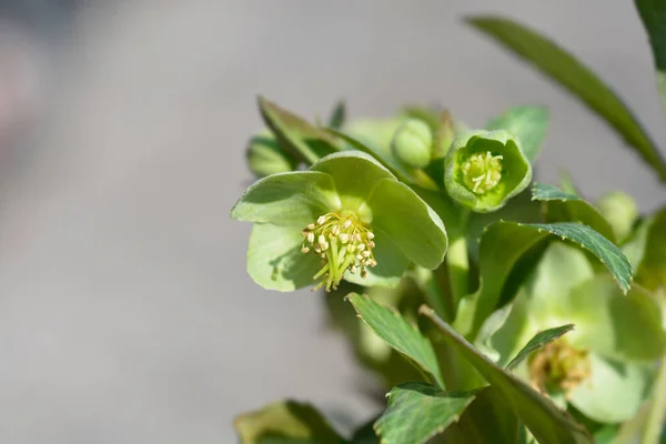 Majorcan Hellebore Flowers Latin Name Helleborus Lividus — Stock Photo, Image