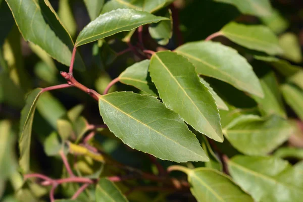 Portugalska Laurel Cherry Leaves Łacińska Nazwa Prunus Lusitanica Angustifolia — Zdjęcie stockowe