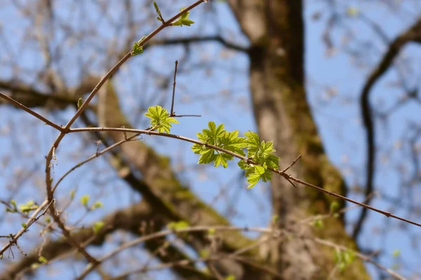 新しい葉を持つフィールドカエデの枝 ラテン語名 Acer Campestre — ストック写真