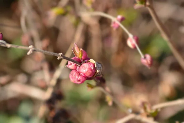 Korálová Větev Bobulemi Latinský Název Symphoricarpos Orbiculatus — Stock fotografie