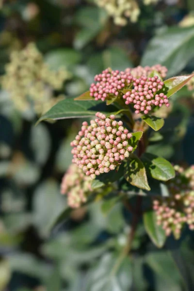 Laurustinus Eve Prix Bourgeons Floraux Nom Latin Viburnum Tinus Eve — Photo