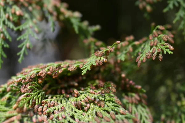 Hamis Ciprusi Ágak Virágokkal Latin Név Chamaecyparis Lawsoniana — Stock Fotó