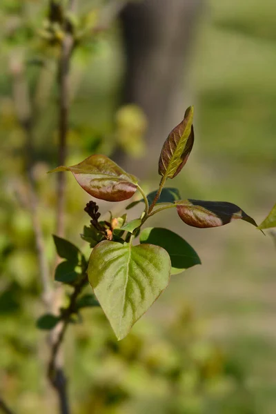 Liście Lilii Nazwa Łacińska Syringa Vulgaris — Zdjęcie stockowe