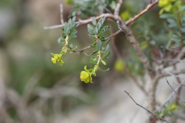 Dikenli küçük çiçekler - Latince adı - Euphorbia spinosa