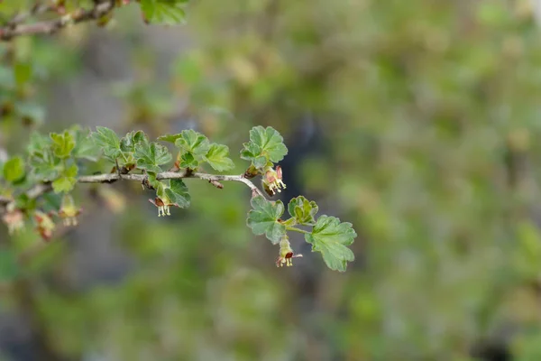 Европейская Крыжовник Ветвь Цветами Латинское Название Ribes Uva Crispa — стоковое фото