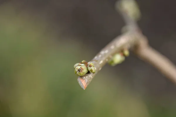 Weeping White Mulberry Branch Buds Latin Name Morus Alba Pendula — Stock Photo, Image