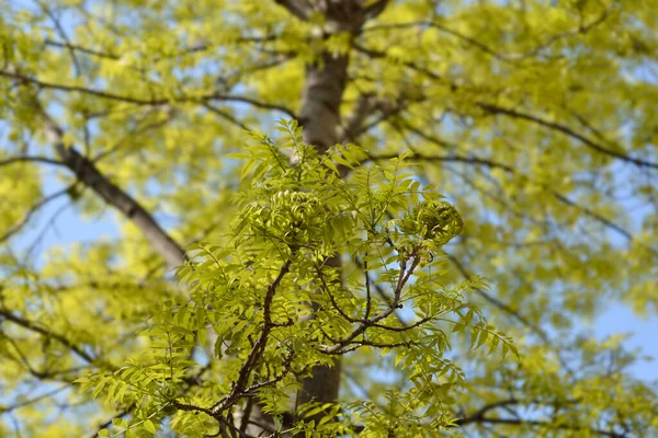 Fehér Hamu Ágak Latin Név Fraxinus Americana — Stock Fotó