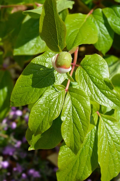 Wittmanns Peony Flower Bud Latin Name Paeonia Daurica Subsp Wittmanniana — Stock Photo, Image