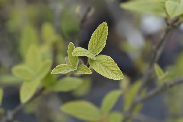 Viburnum Alleghany葉 ラテン語名 Viburnum Rhytidophylloides Alleghany — ストック写真