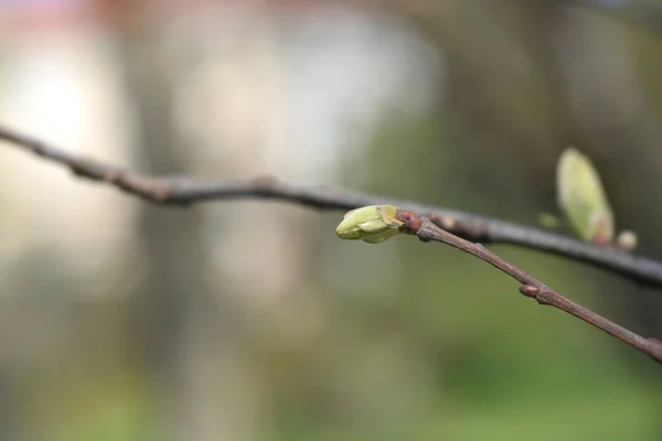 Yeni Yapraklı Amerikan Kestane Dalı Latince Adı Castanea Dentata — Stok fotoğraf