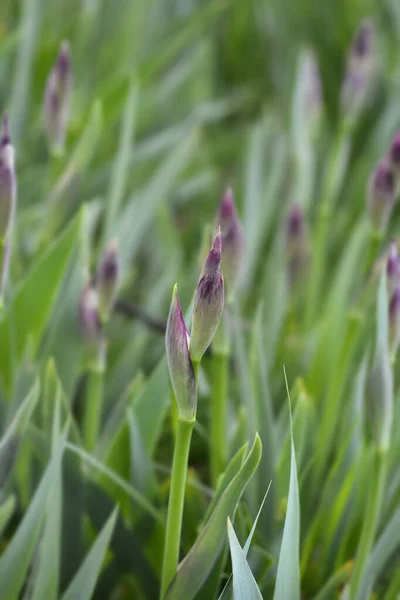 Illyrian Iris Flower Buds Латинское Название Iris Illyrica — стоковое фото