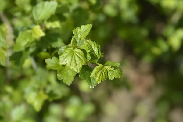 Johannisbeerblätter Lateinischer Name Ribes Alpinum — Stockfoto