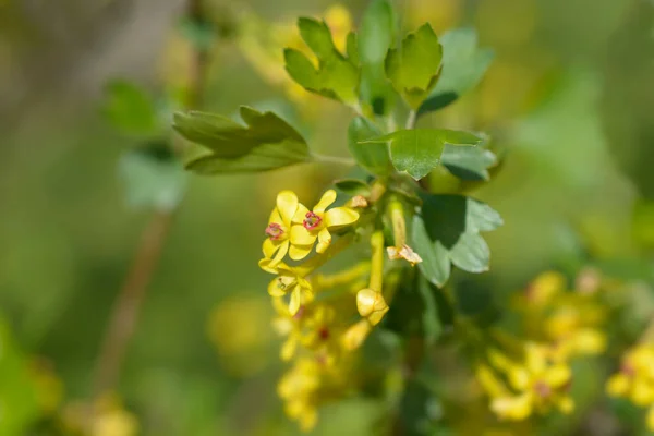 Złote Kwiaty Porzeczki Łacińska Nazwa Ribes Aureum — Zdjęcie stockowe
