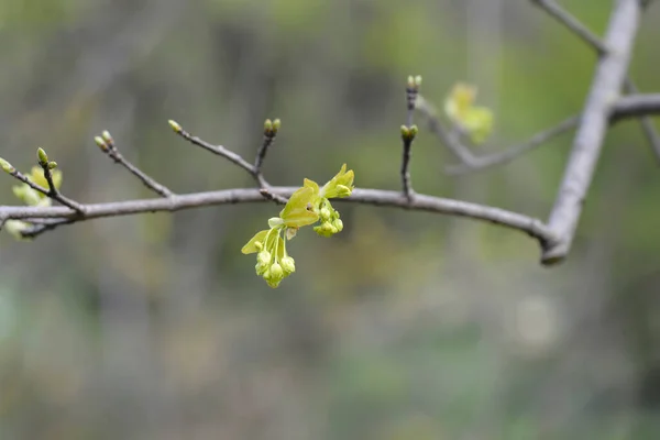 Кленовые Ветви Новыми Листьями Цветочными Бутонами Латинское Название Acer Sempervirens — стоковое фото