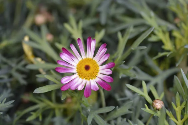 Różowy Marguerite Daisy Łacińska Nazwa Argyranthemum Frutescens — Zdjęcie stockowe