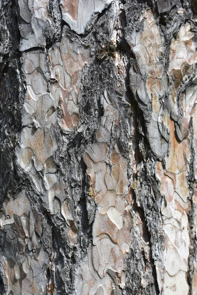 Fekete Fenyő Kéreg Részlet Latin Név Pinus Nigra — Stock Fotó