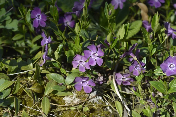 Lesser Periwinkle Atropurpurea Flower Latin Name Vinca Minor Atropurpurea — Stock Photo, Image