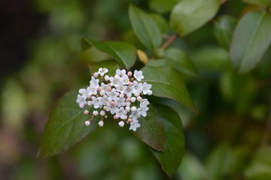 Laurustinus çiçekleri - Latince adı - Viburnum tinus