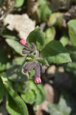 Akciğer otu - Latince adı - Pulmonaria officinalis