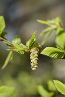 Genel boynuz ışığı yeni yapraklar ve çiçek - Latince adı - Carpinus betulus