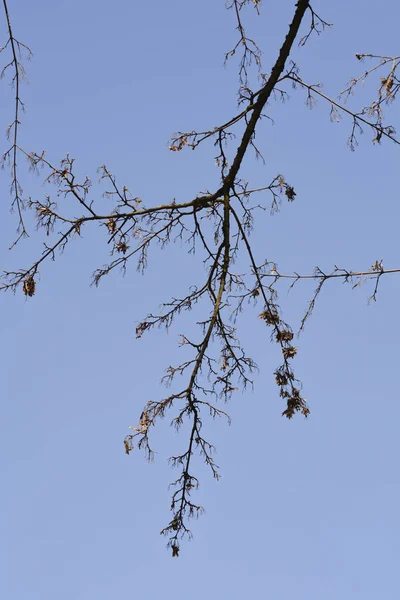 Ahornzweig Mit Trockenen Samen Gegen Blauen Himmel Lateinischer Name Acer — Stockfoto