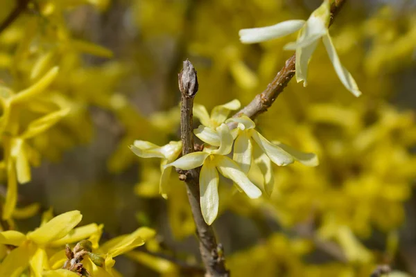 Flores Amarillas Llorando Forsythia Nombre Latino Forsythia Suspensa —  Fotos de Stock