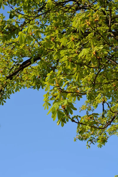 Branches Marronnier Commun Avec Nouvelles Feuilles Boutons Floraux Contre Ciel — Photo