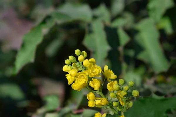 Raisin Oregon Nom Latin Berberis Aquifolium Mahonia Aquifolium — Photo