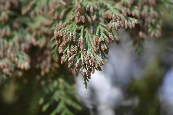 False Cypress Branches Flowers Latin Name Chamaecyparis Lawsoniana — Stock Photo, Image