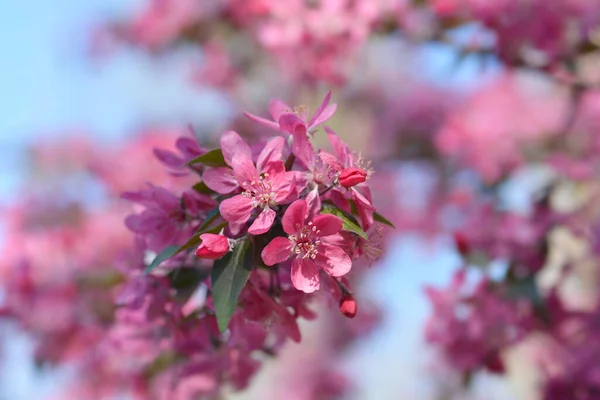 Purple crab apple branch with flowers - Latin name - Malus x purpurea