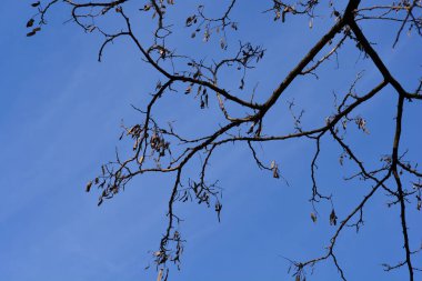 Latince adı Robinia psödoacia olan dallardaki siyah çekirge tohumları.