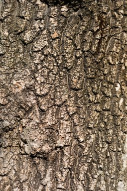 Boxelder akçaağaç kabuğu detayı - Latince adı - Acer negundo