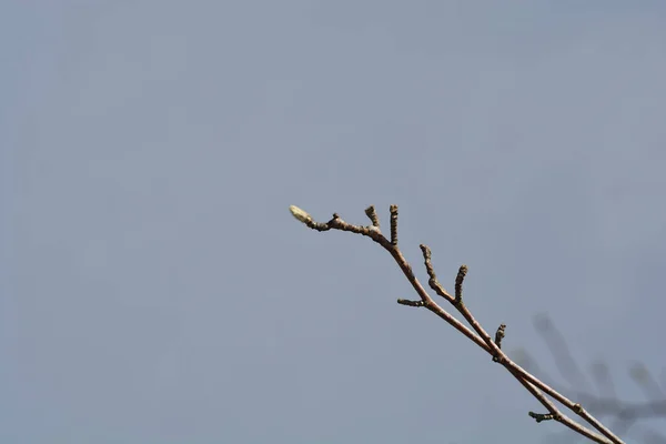 Gałąź Kobus Magnolia Kwiatami Łacińska Nazwa Magnolia Kobus — Zdjęcie stockowe