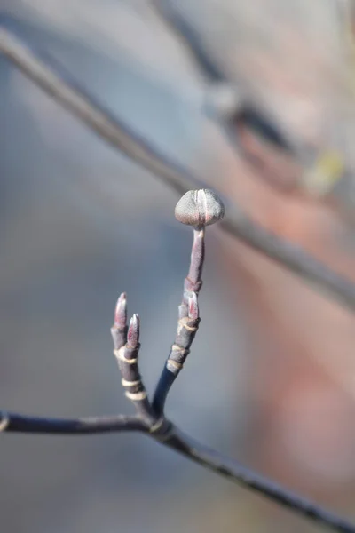 Tomurcukları Olan Çiçek Açan Dogwood Gökkuşağı Dalı Latince Adı Cornus — Stok fotoğraf