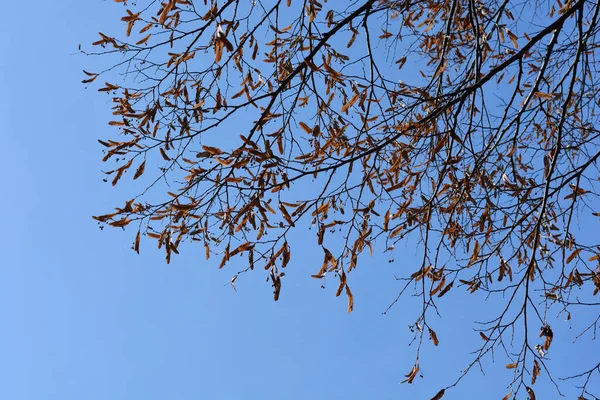 Branches Tilleul Argenté Avec Des Graines Sèches Contre Ciel Bleu — Photo