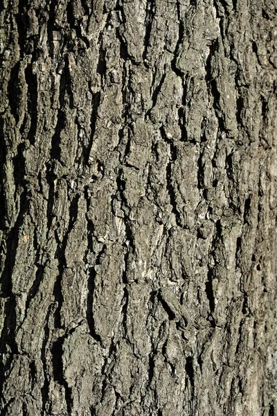 Detail Van Boomschors Latijnse Naam Koelreuteria Paniculata — Stockfoto