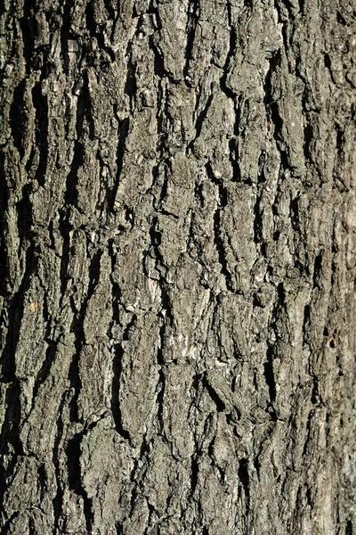 Detail Kulit Pohon Hujan Emas Nama Latin Koelreuteria Paniculata — Stok Foto