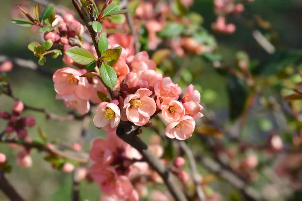 Giapponese Fioritura Mela Cotogna Nome Latino Chaenomeles Japonica — Foto Stock