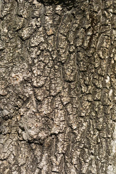 Boxelder Lönn Bark Detalj Latinskt Namn Acer Negundo — Stockfoto