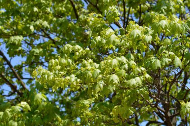 Norveç akçaağacı - Latince adı - Acer platanoides