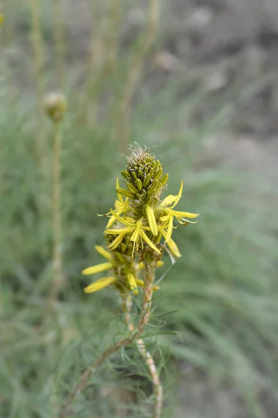 Königsspeer Lateinischer Name Asphodeline Lutea — Stockfoto