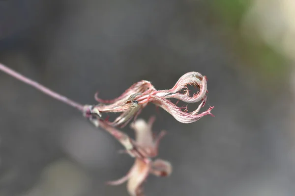 Japanese Maple Garnet New Leaves Latin Name Acer Palmatum Garnet — 스톡 사진