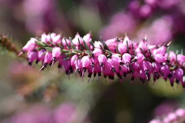 Darley Dale Heath Nombre Latino Erica Darleyensis Darley Dale — Foto de Stock