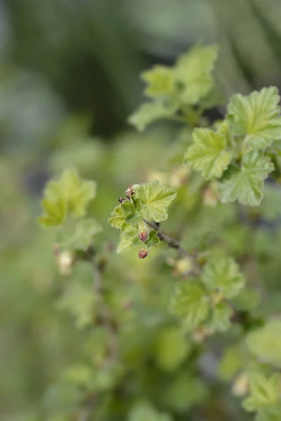 European Gooseberry Квіткові Бруньки Latin Name Ribes Uva Crispa — стокове фото