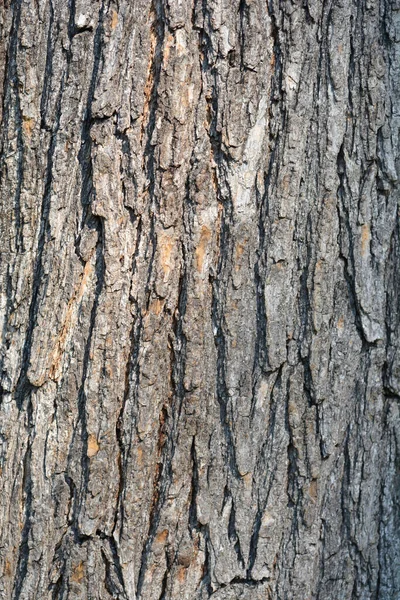 Common Catalpa Bark Detail Latin Name Catalpa Bignonioides — Stock Photo, Image
