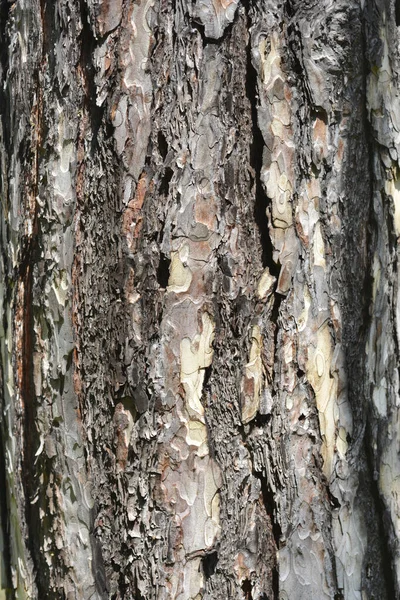 Zwarte Dennenschors Detail Latijnse Naam Pinus Nigra — Stockfoto