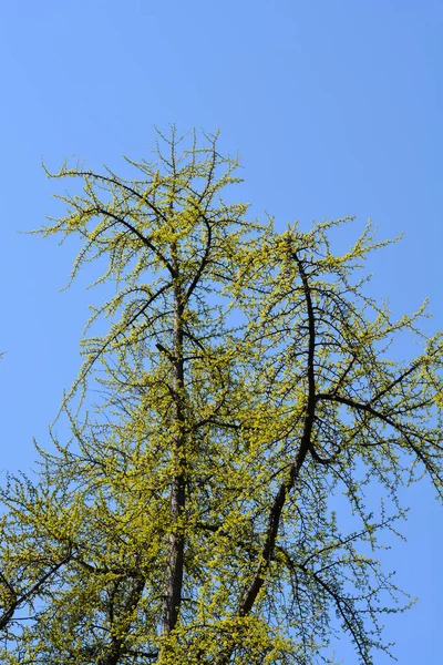 Ginkgo Tree New Leaves Blue Sky Latin Name Ginkgo Biloba — Stock Photo, Image