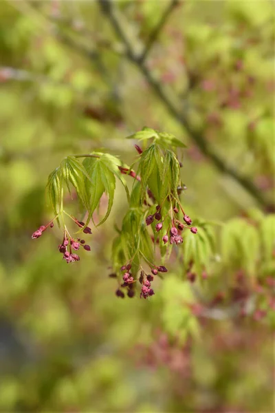 Japanese Maple - Latin name - Acer palmatum